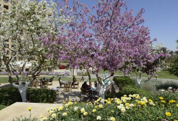 AUC New Campus Gardens