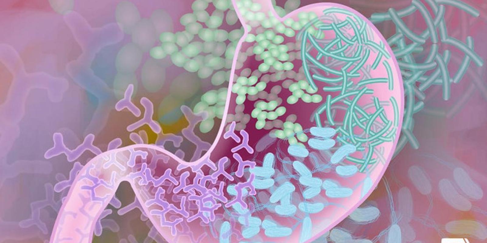 gut microbial activity