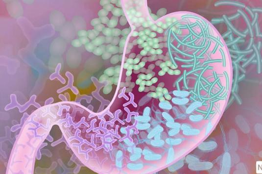 gut microbial activity