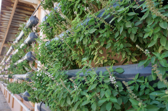 green wall