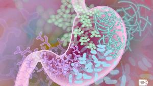 gut microbial activity