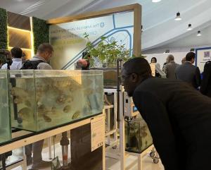 AUC Green and water Display at COP27 Booth