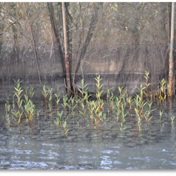 image of mangrove 