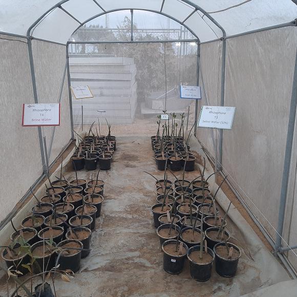 AUC Mangrove Plantation 