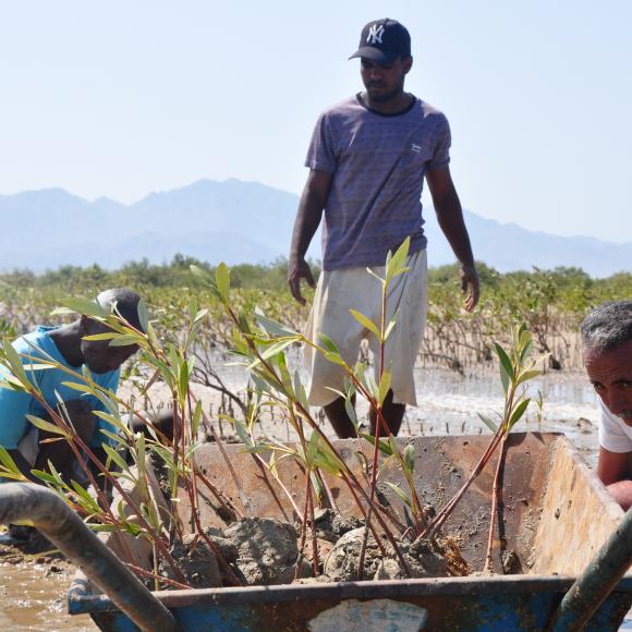 Mangrove Plantation 