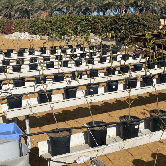 AUC Mangrove Plantation 