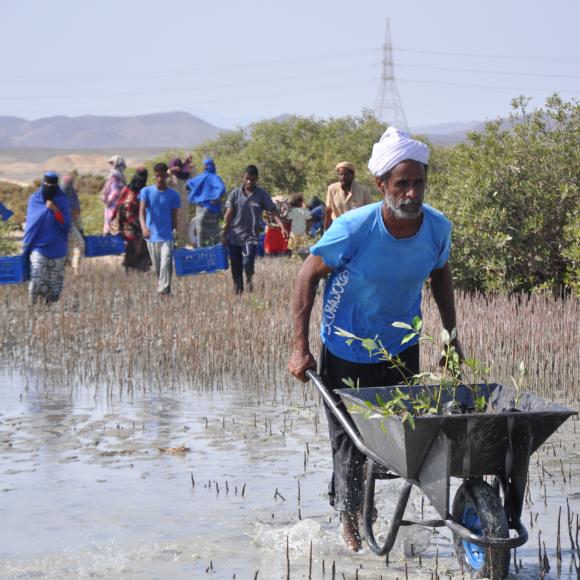 Mangrove Ecosystem Restoration Solution