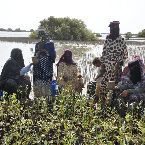 Mangrove Ecosystem Restoration Solution 2