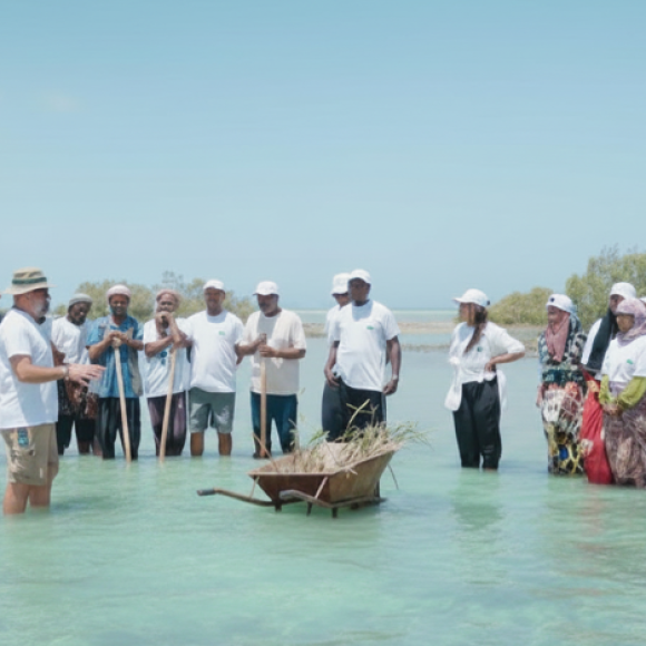 Mangrove Ecosystem Restoration Solution