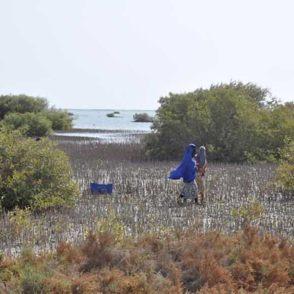 Mangrove Ecosystem Restoration Solution