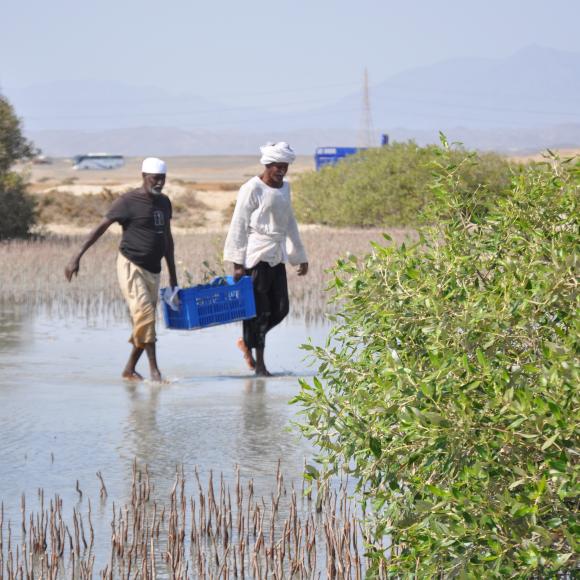 Mangrove Plantation & Restoration