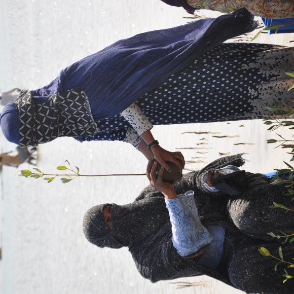 Mangrove Plantation & Restoration