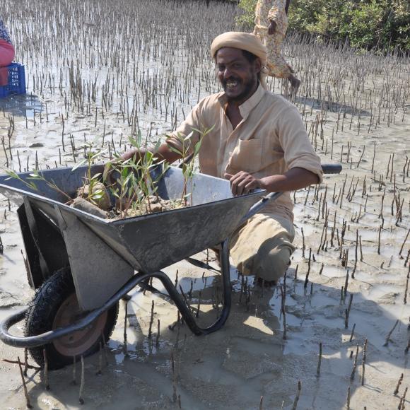 Mangrove Plantation & Restoration