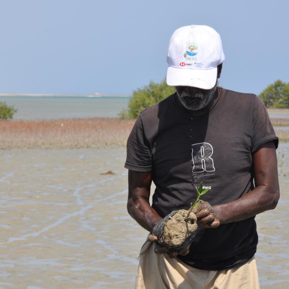 Mangrove Plantation & Restoration