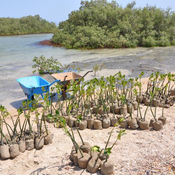 Mangrove Plantation & Restoration